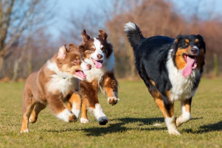 three Australians Shepherds, one puppy and two adults, running on the meadow