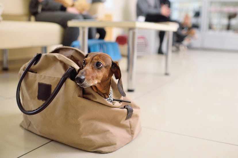 funny dachshund dog sits in a bag