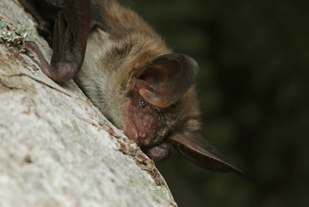 Bechstein's bat, a species of vesper bat found in Europe and western Asia, living in extensive areas...