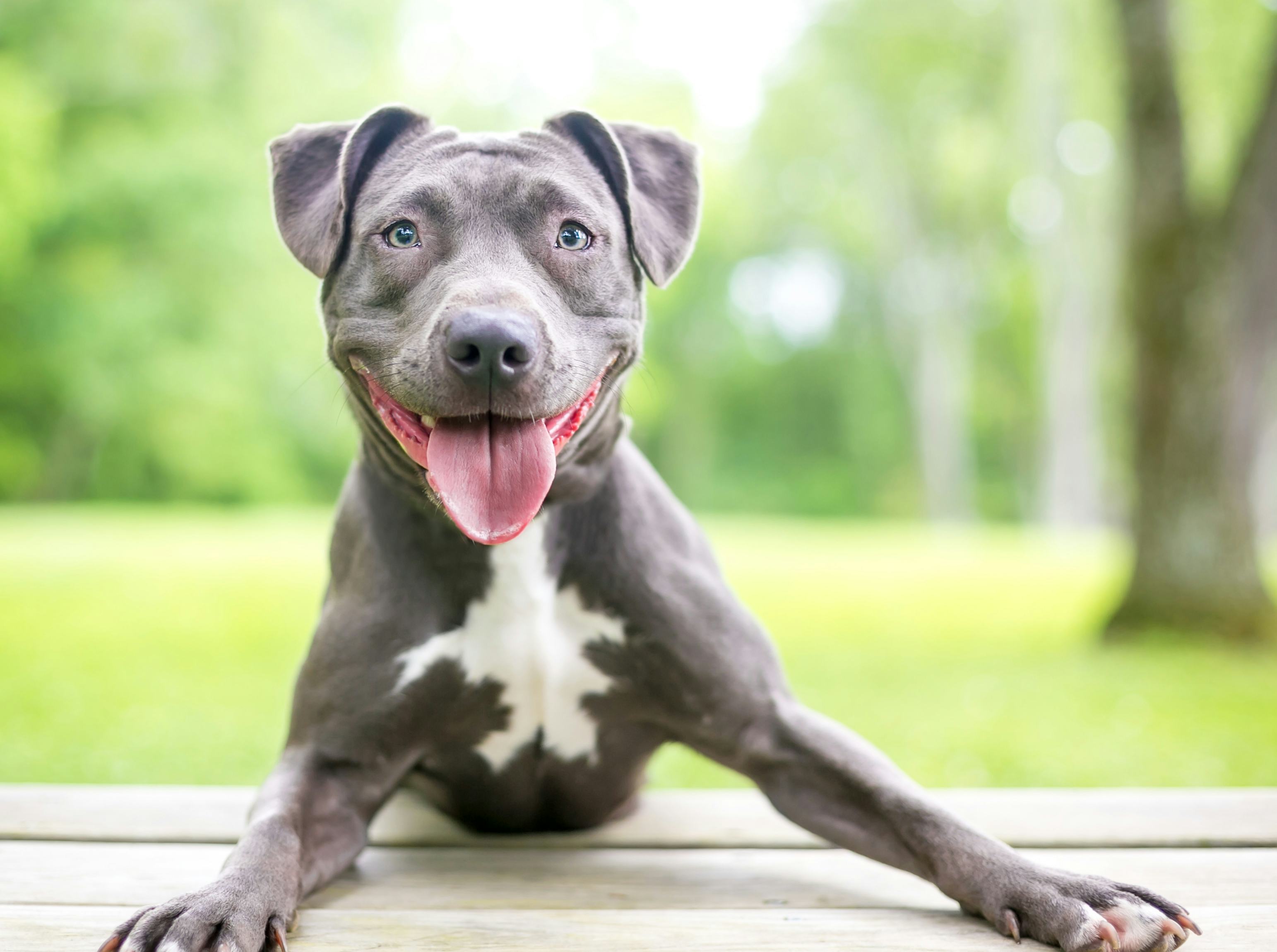 A happy blue and white Pit Bull Terrier mixed breed dog