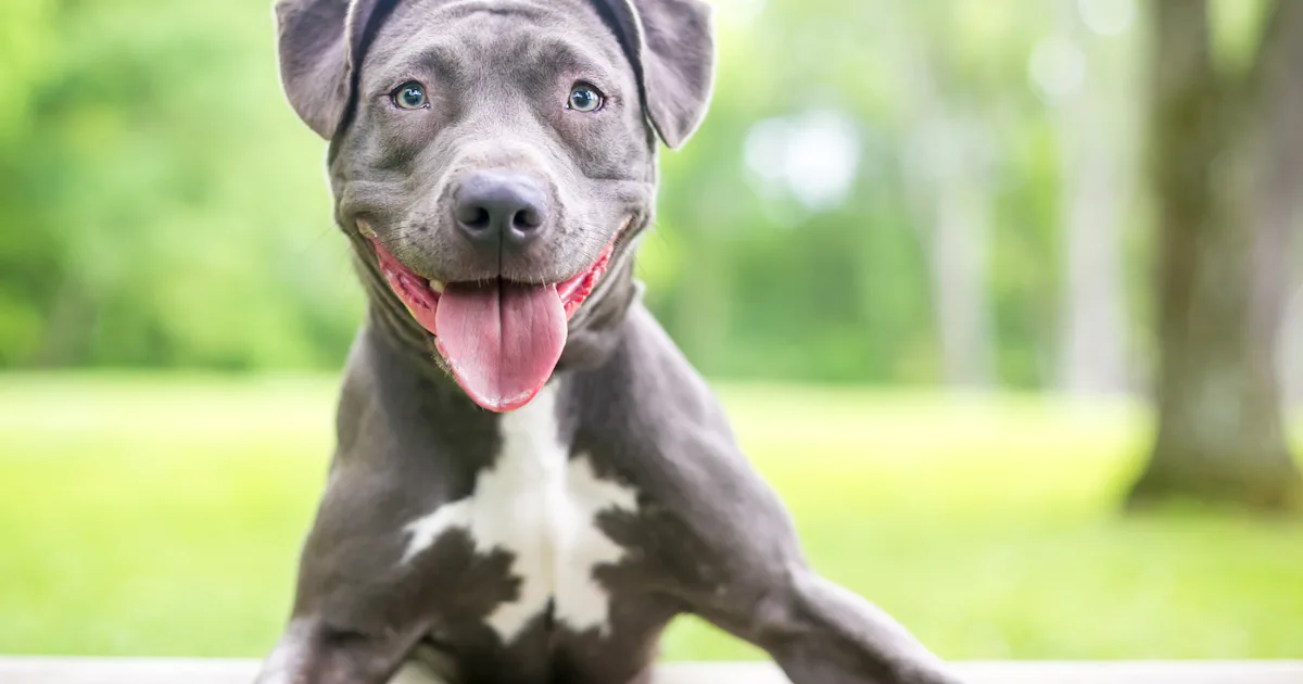10 Popular Rescue Breeds That Want to Love You Forever