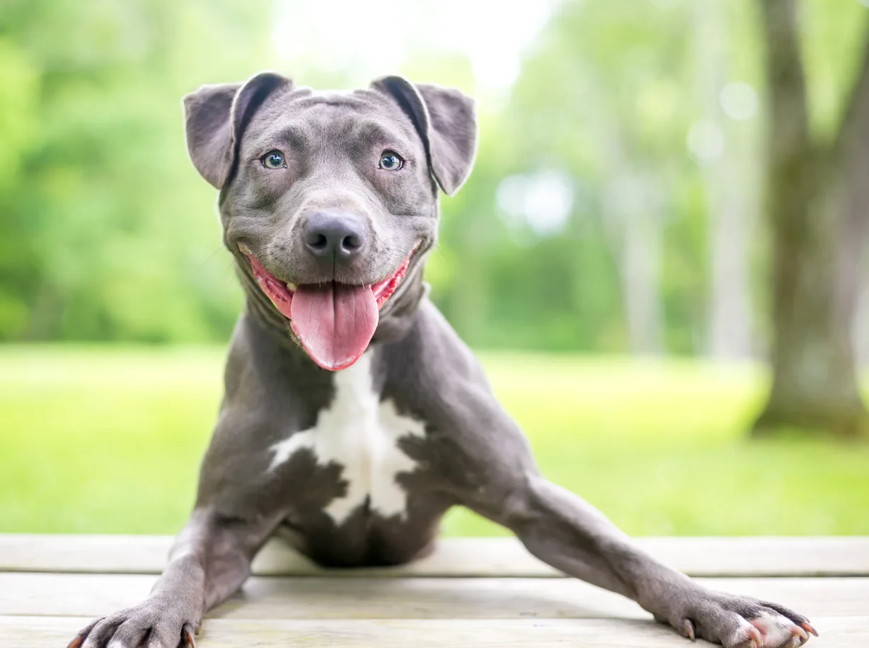 Common Rescue Dogs 10 Popular Rescue Breeds That Want to Love You Forever