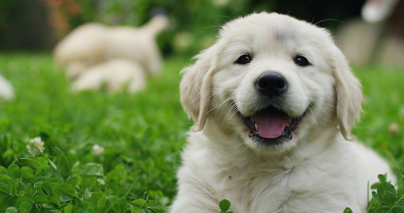Puppies Golden Retriever breed with pedigree playing, running they roll in the grass in slow motion....