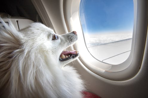 Dog on an airplane