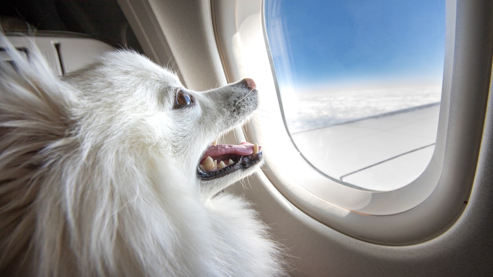 What Dog Breeds Are Banned On Airlines? Some Dogs Can’t Safely Fly On