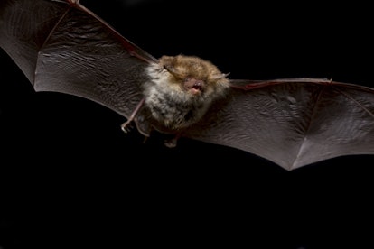Close up flying small Bechstein's bat (Myotis bechsteinii) hunting night moths and insect pest catch...