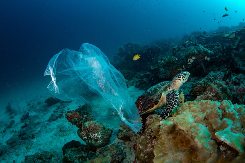 Sea turtle and plastic bag underwater