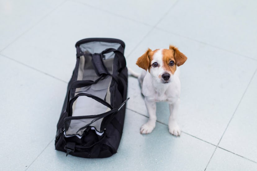 cute small dog with his travel bag ready to get on board the airplane at the airport. Pet in cabin. ...