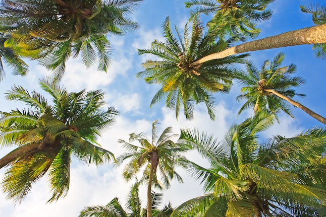 Coconut palm trees perspective view