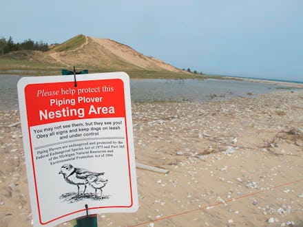 A sign warns visitors of a piping plover nesting area in Glen Haven, Mich. Trouble is brewing for th...