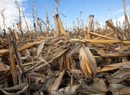 Corn plants weakened by the drought lie on the ground after being knocked over by rain in Bennington...