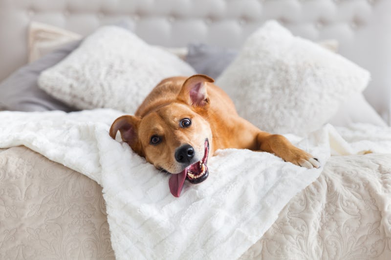 Happy ginger mixed breed dog in luxurious bright colors scandinavian style bedroom with king-size be...