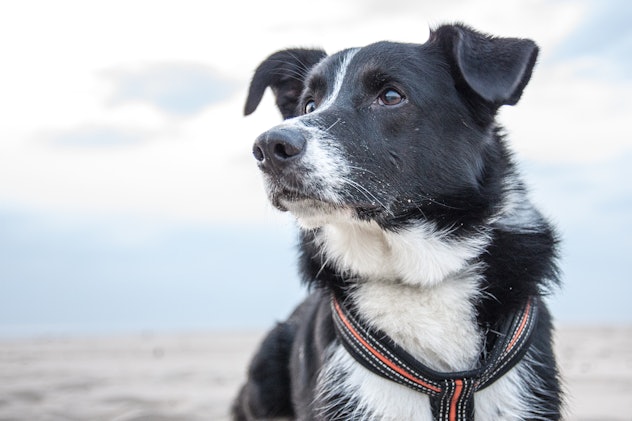 Border Collie Dog