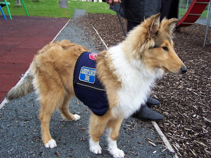 Young collie in training to become an Autism Assistance Dog.