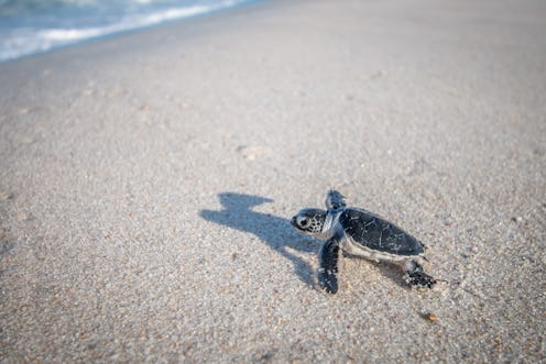 Baby Green sea turtle on the beach on the Swahili coast, Tanzania.