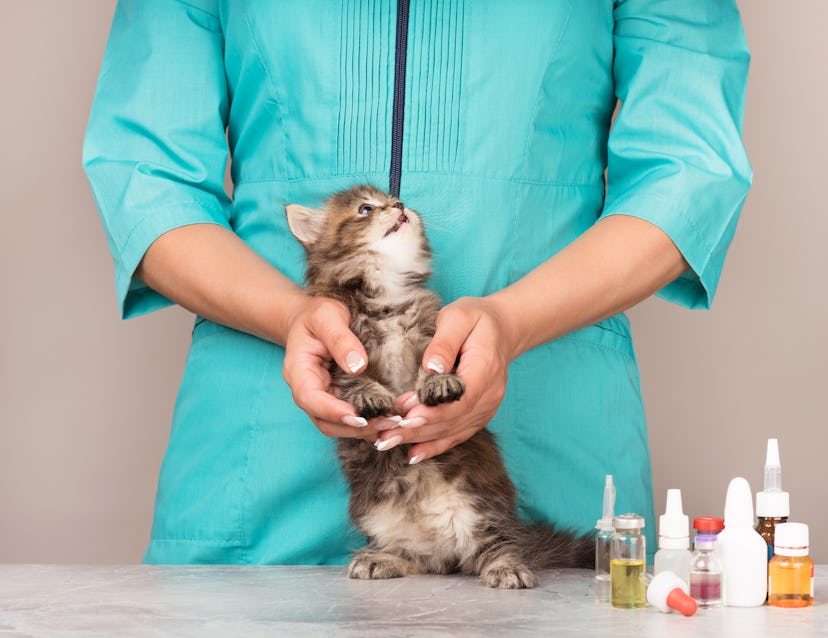 Veterinary survey of cute frightened kitten over grey background