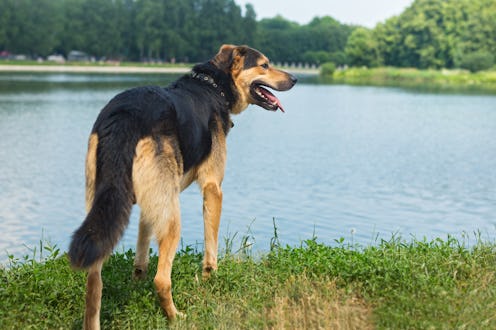Portrait of a sad stray dog on the background of the lake