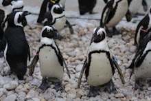 African Penguins are endangered penguins in Southern Africa. Also known by the names of black-footed...