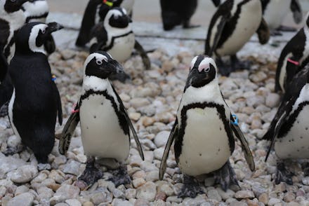 African Penguins are endangered penguins in Southern Africa. Also known by the names of black-footed...