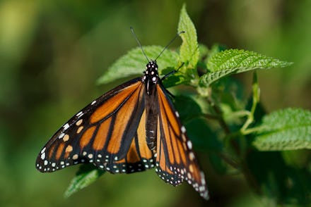 A monarch butterfly rests on a plant at Abbott's Mill Nature Center in Milford, Del., . Farming and ...