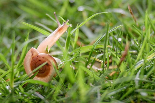 the transparant snail