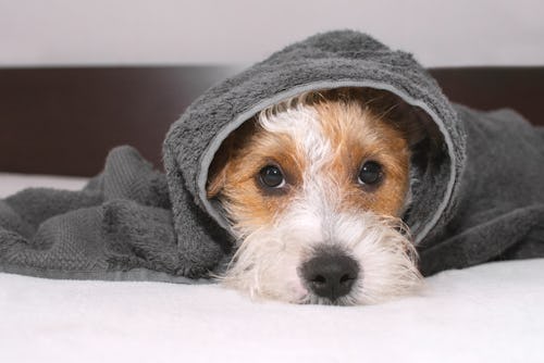 Cute dog is lying on bed after taking bath, covered with grey towel and looking at camera. Pet looks...