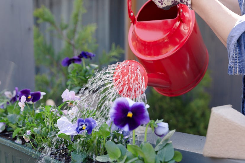 Woman watering pansy flowers on her city balcony garden. Urban gardening concept