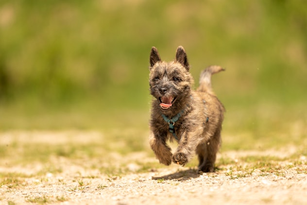 Cairn Terrier puppy 13 weeks old - cute little dog runs over a meadow 