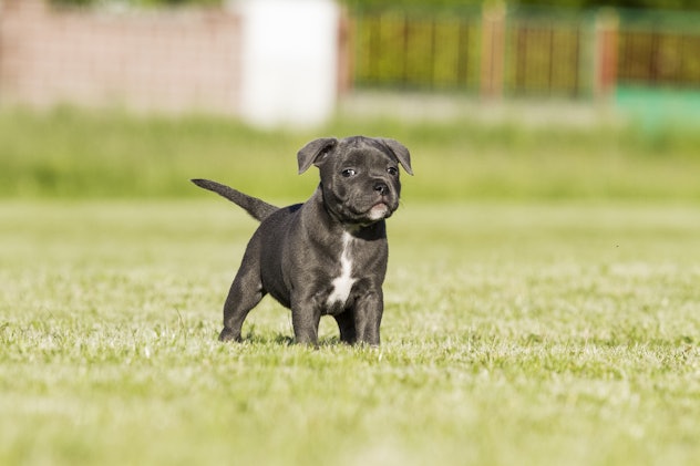 staffordshire bull terrier puppy