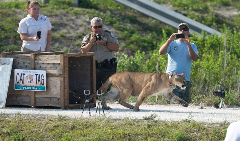 Florida Panther Florida game offiicals film a Florida panther, rescued as a kitten, as it was releas...