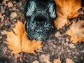 Black French Bulldog Puppy and autumn leaves
