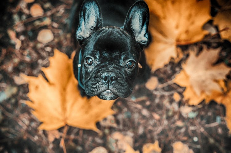 Black French Bulldog Puppy and autumn leaves