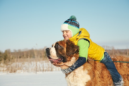 active little boy on horseback St. Bernard dog. child on a walk in the winter