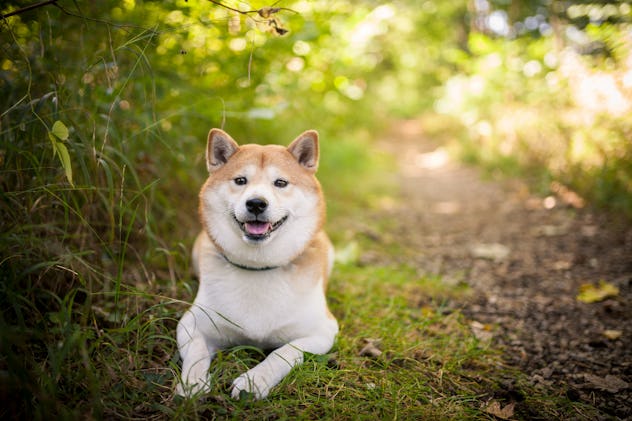 Shiba inu in the nature