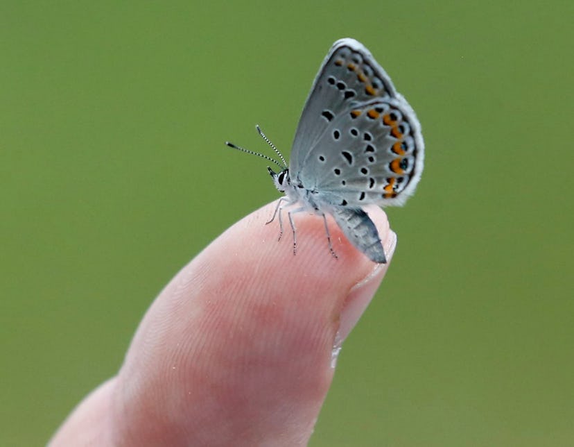 Neil Gifford A Karner Blue butterfly rests on the finger of Neil Gifford, conservation director at t...