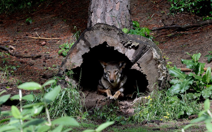 A female red wolf peers from within a tree trunk in its habitat at the Museum of Life and Science in...