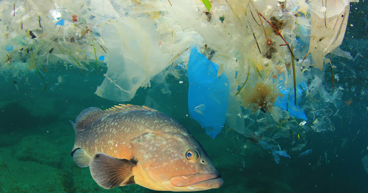 Why Are Microplastics So Bad? Research On Their Impact Only Scratches ...