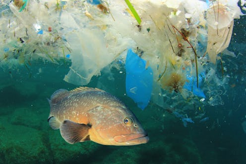 Fish and plastic pollution in sea. Microplastics contaminate seafood.