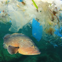 Fish and plastic pollution in sea. Microplastics contaminate seafood. 