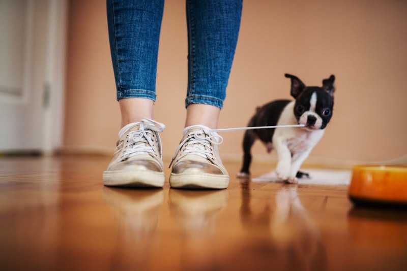 Little dog pulling laces of girls shoes in the house. Boston terrier.