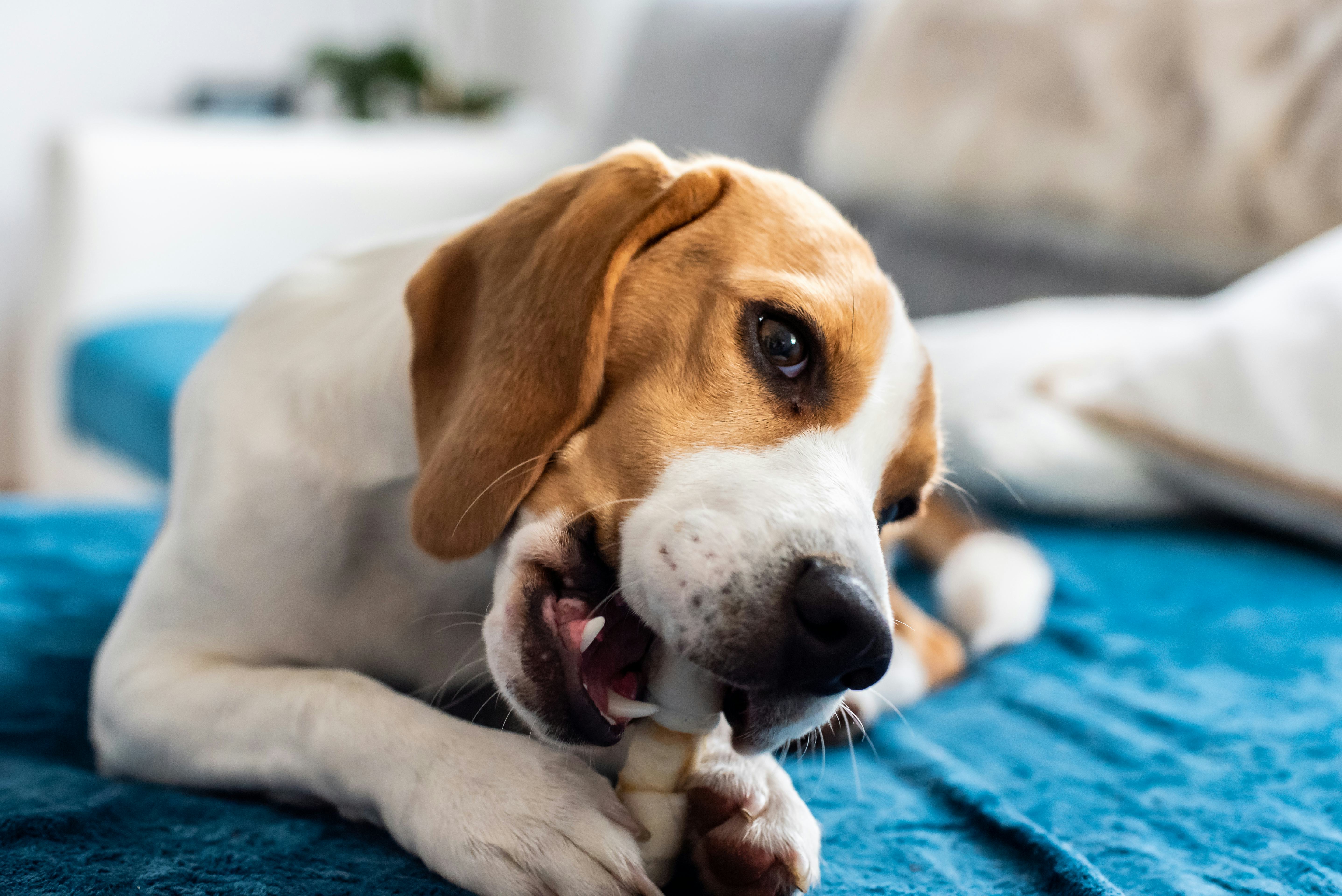 How To Get A Dog To Stop Chewing Things, According To Experts