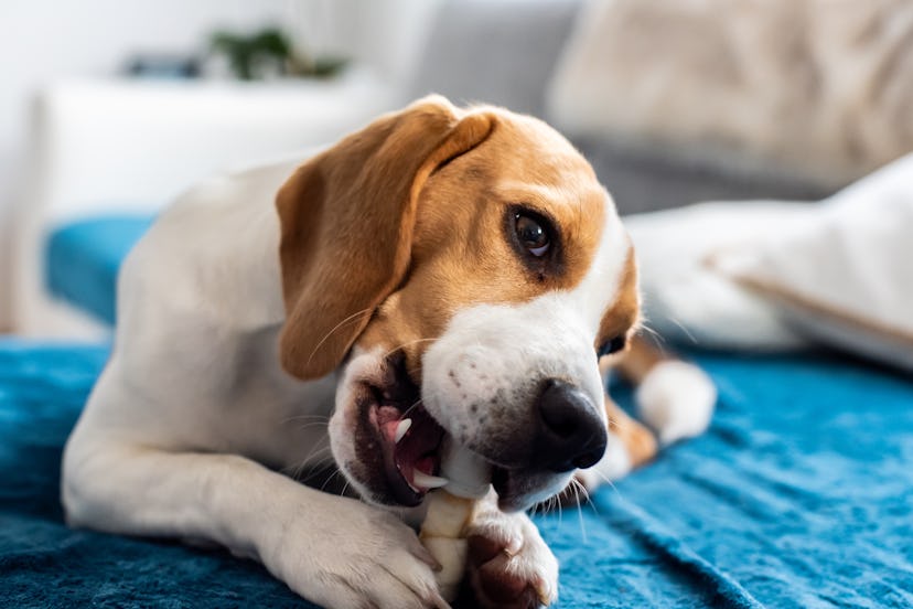 Beagle puppy chewing a dog snack. Biting a bone on a couch