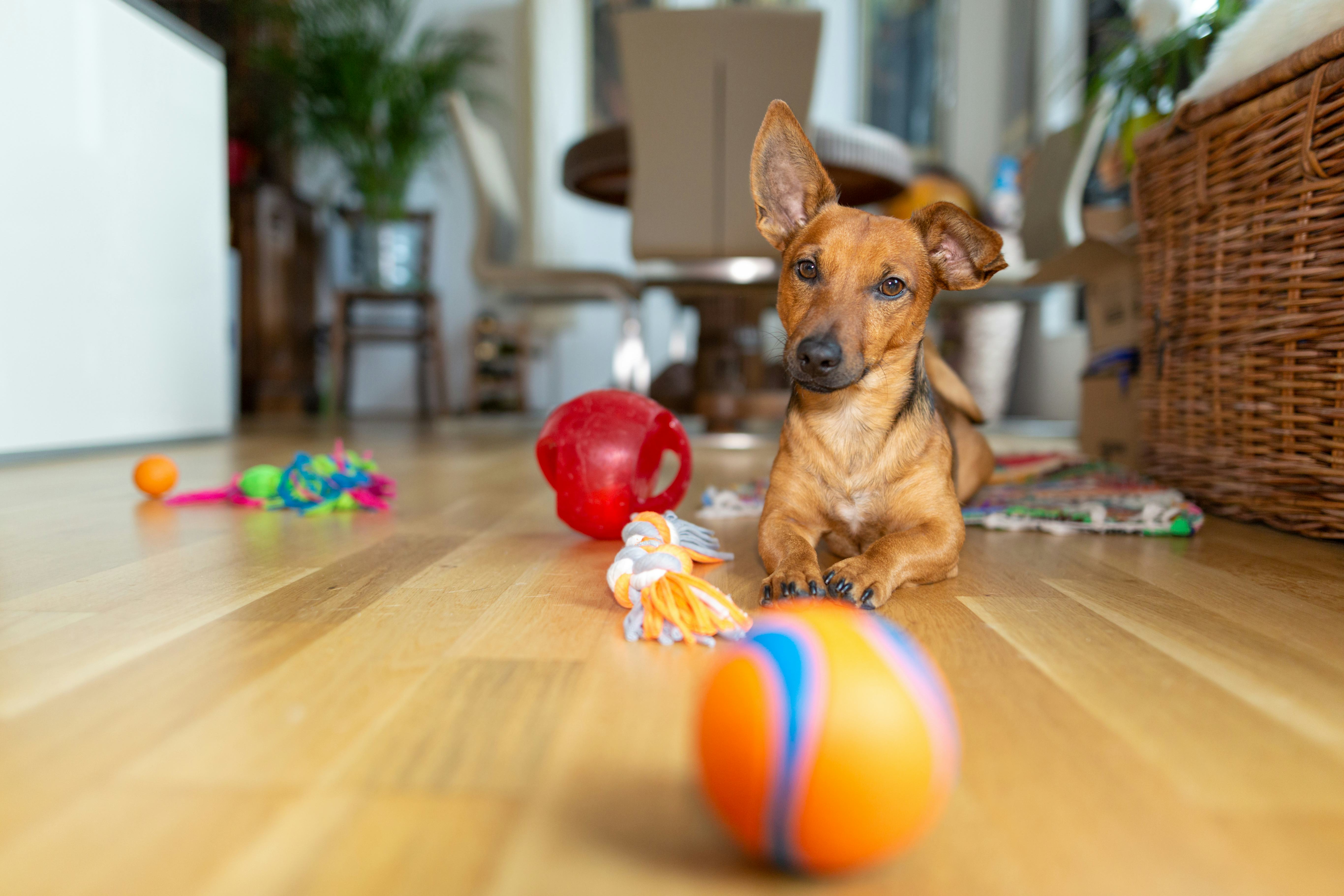 How To Get A Dog To Stop Chewing Things, According To Experts