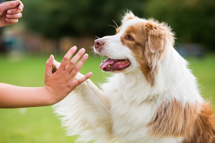 girl gives an Australian Shepherd dog high five