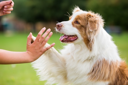 girl gives an Australian Shepherd dog high five