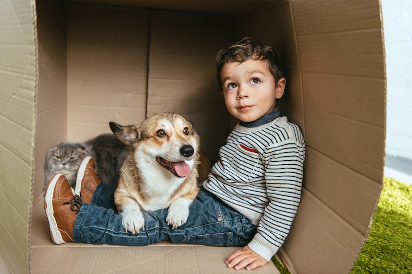 selective focus of boy with adorable corgi and british longhair cat sitting in cardboard box