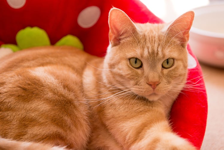 cute cat in room
