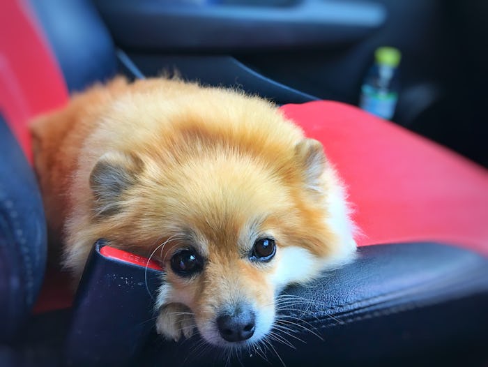 Dog in car looking face.