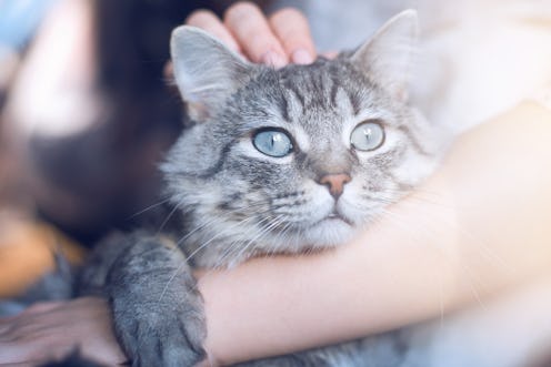 Woman at home holding her lovely  fluffy cat. Gray tabby cute kitten with blue eyes. Pets and lifest...