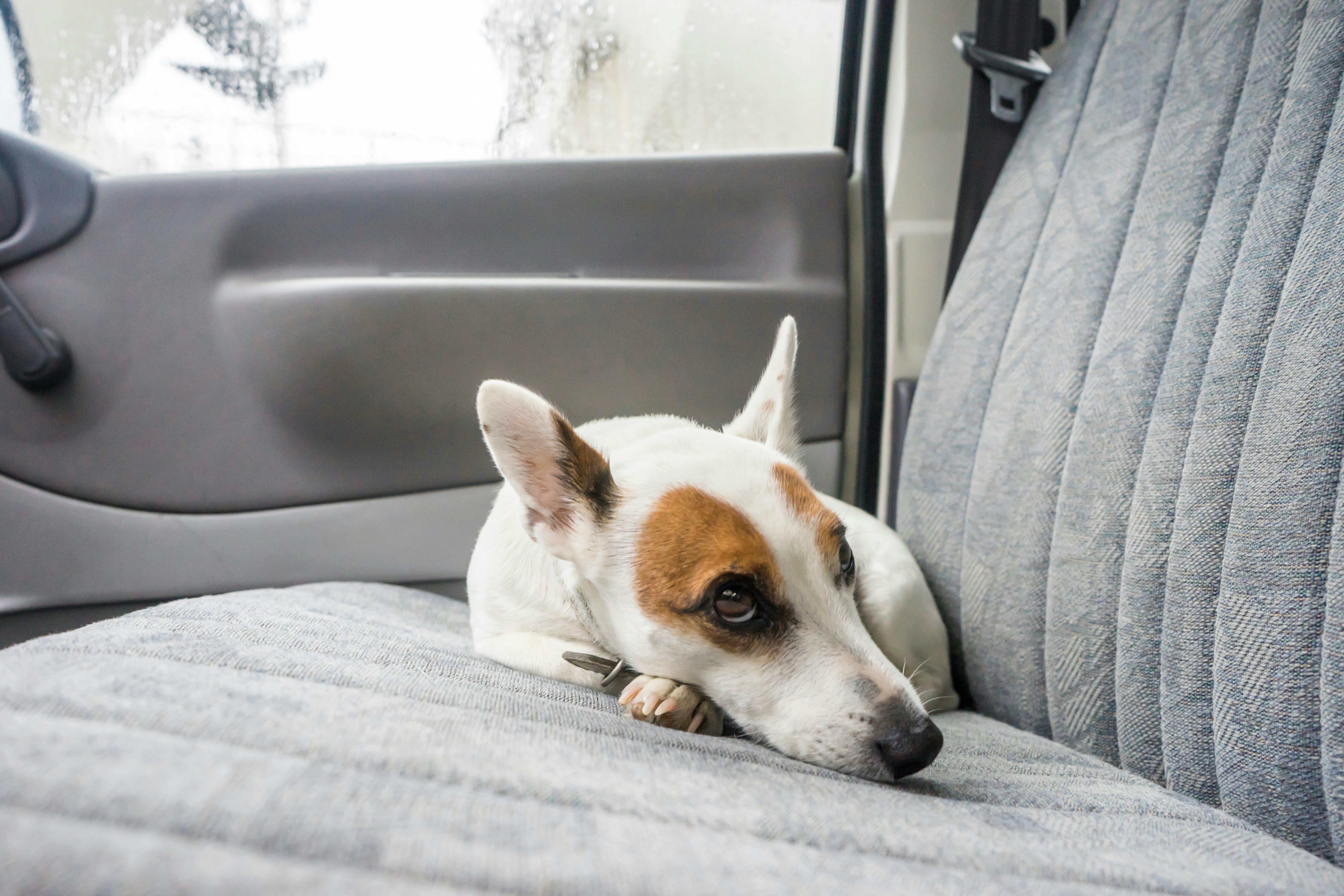 How To Get Dogs To Like Car Rides If They're A Bit Anxious About Them, According To Experts